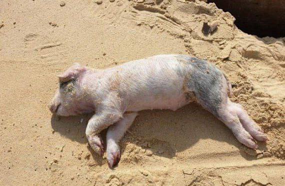 图片[5]-骗子曝光 印尼骗招新套路，盘主们小心！-戒赌吧